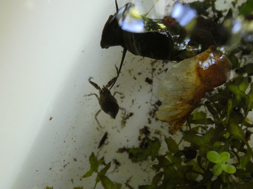 Water Scorpion from Lochham, Gräfelfing, Deutschland on July 02, 2022 ...