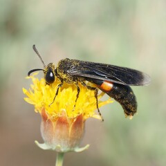 Stizoides renicinctus