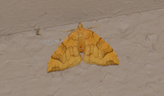 Eulithis propulsata