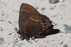 Callophrys johnsoni