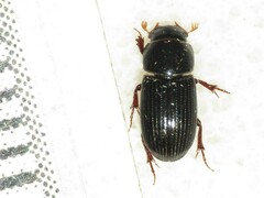 Ataenius strigatus