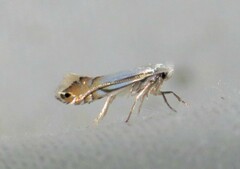 Phyllonorycter lucidicostella