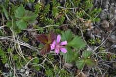 Rubus arcticus