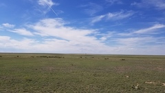 Stizoides renicinctus