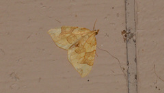 Eulithis propulsata