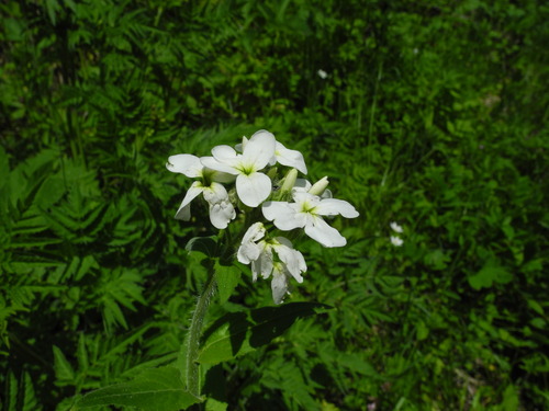 Alpine Dame's-violet (Hesperis inodora)