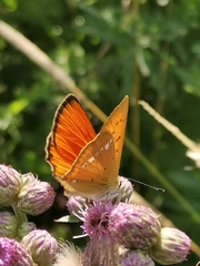 Lycaena virgaureae