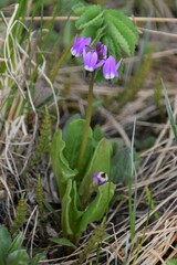 Primula frigida
