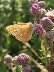 Lycaena virgaureae