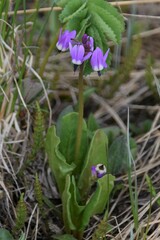Primula frigida