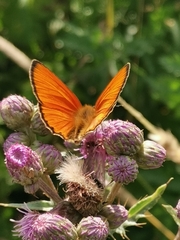 Lycaena virgaureae
