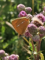 Lycaena virgaureae