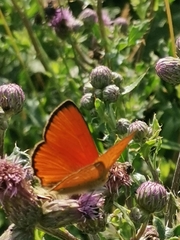 Lycaena virgaureae
