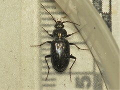 Loricera