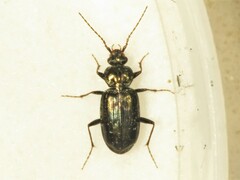 Loricera