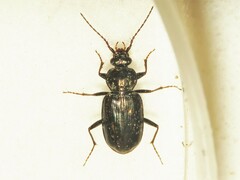 Loricera