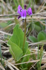 Primula frigida