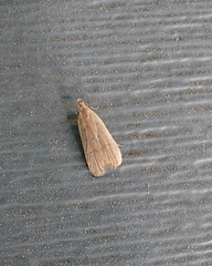 Dichomeris punctidiscellus