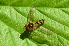 Meliscaeva cinctella