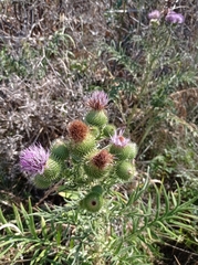 Cirsium ukranicum