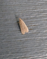 Dichomeris punctidiscellus