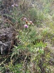 Cirsium ukranicum
