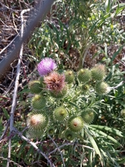 Cirsium ukranicum