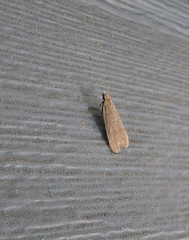 Dichomeris punctidiscellus