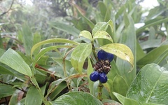 Palicourea axillaris