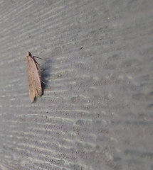 Dichomeris punctidiscellus