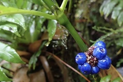 Palicourea axillaris