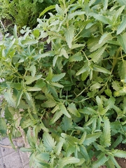 Haloragis erecta erecta