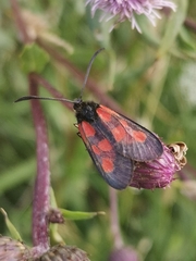 Zygaena viciae