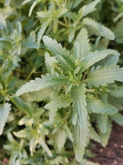 Haloragis erecta erecta