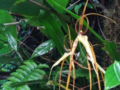 Brassia caudata