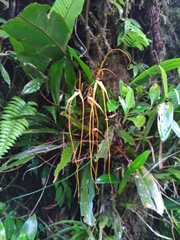 Brassia caudata