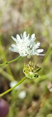 Pycnocomon rutifolium