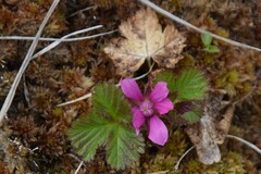 Rubus arcticus