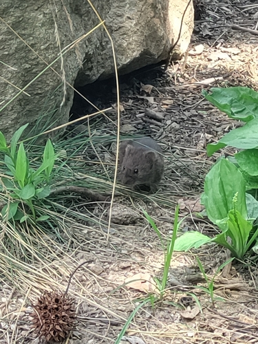 アメリカハタネズミ