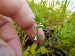 Euphrasia hudsoniana