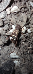 Neoclytus acuminatus