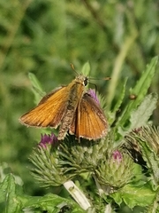 Thymelicus sylvestris