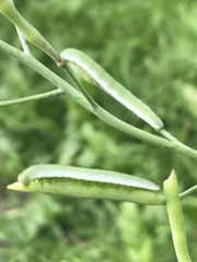 Anthocharis cardamines