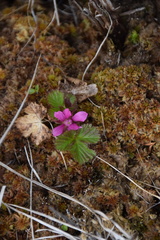 Rubus arcticus