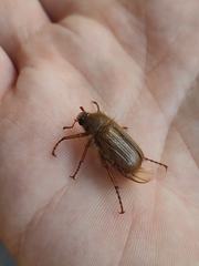 Amphimallon solstitiale