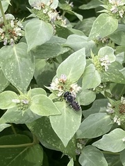 Megachile campanulae