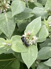 Megachile campanulae