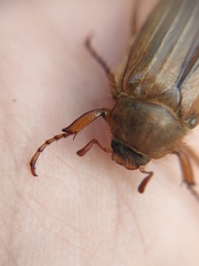 Amphimallon solstitiale