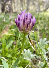 Trifolium parryi