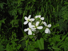 Hesperis inodora